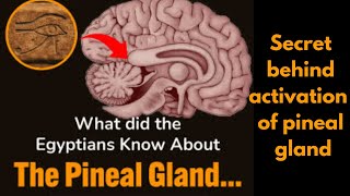 Unlock Your Mind's Potential: Pineal Gland Activation & Neuroscience Insights | Dr. Andrew Huberman