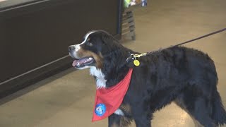 A call for more therapy dogs in Sioux Falls