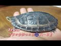 亀の水槽１号機🐢全水取り替え式💧生き物日記①📔