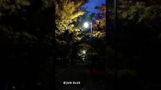 【Ginkgo biloba】＃shorts「夜の北大イチョウ並木🍂🍁」【ショート動画】