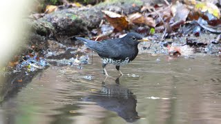 山中湖 大洞の泉のクロツグミ（雄）の水浴び　その７５（4K60P動画）