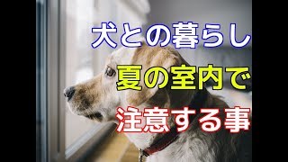 【愛犬のための知識】犬との暮らし・夏の室内で注意する事【犬を知る】