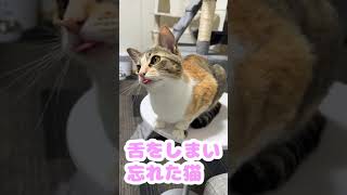 舌をしまい忘れた猫がかわいすぎました #Shorts #猫 #cat