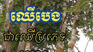 នេះជាប្រភេទឈើល្អលេខ១