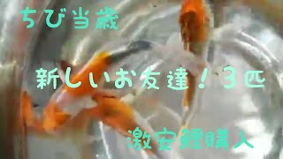 福つの里channel【NEWちび錦鯉合流で眠り病対策】