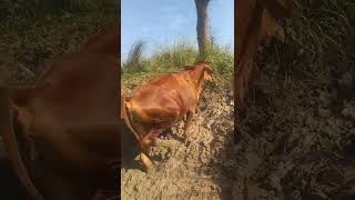 muddy way #short #shortvideo #village #animals #shortsvideo #cow