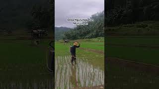 Keasrian sebuah desa di pesisir selatan Kab. Trenggalek. #vlog #sawah #viralvideo #wisata #explore