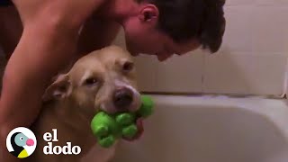 Pitbull rescatada recibe un baño I El Dodo