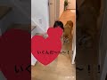 2歳よくやったぞ！！♡ 秋田犬 保護犬　 はじめまして　 ふわふわろ　 犬の動画　 秋田犬と子供　 秋田犬赤毛 秋田犬子犬　 犬と子供　 shorts short dog 日本犬