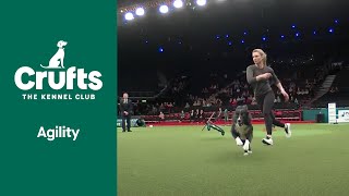 Nothing Will Get In This Dogs Way.. | ​Crufts 2022