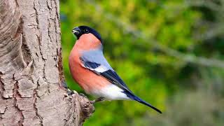 29 April 2021#bullfinch bird, Beutiful bird sounds