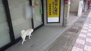 白柴『きなこ』好きなお店がお休みで残念