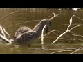 marbled duck donana np spain