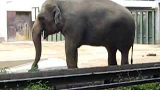 象さん　ぞうさん　神戸市立王子動物園