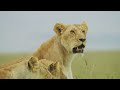 lion coalition fights to the death for territory nature animal documentary