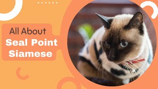 Seal Point Siamese Breed Profile: History, Appearances, Temperament, and Care!