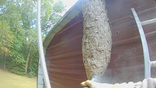 5 foot tall Hornets nest attack while it's destroyed