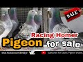 Top Quality Racing Homer pigeons for Sale At Chennai | Homer pigeons breeding loft in India