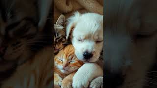 Puppy Sleeping With Tiny Cats SO CUTE #cat #puppy #shorts