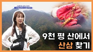 [심마니] EP.1-1 9천 평 산에서 산삼 찾기 성공 or 실패? | JNG