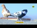 مهارت و شکار پس از بیست دقیقه دانه بازی بلاخره شوق با ياسين جان skills of hunting flying pigeons