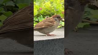 アホ毛のチュンがご飯を取られる✨ A sparrow with disheveled wing is taken for food.