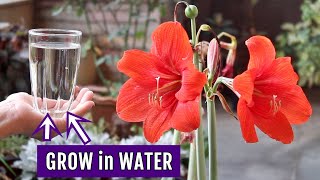 How to GROW Amaryllis in WATER? Grow Without SOIL!