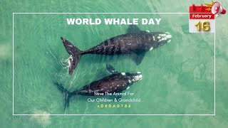 WORLD WHALE DAY (AUDIO)@WORLD WILD LIFE CELEBRATING ANIMAL AWARENESS DAYS! #VIRAL #SHORTS #WHALEDAY