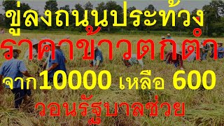 ขู่ลงถนนประท้วงราคาข้าวตกกต่ำจาก 10,000 บาท เหลือ 6,000 วอนภาครัฐช่วย