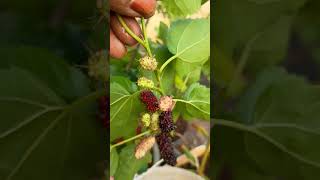 Mulberry fruits in sheela's garden