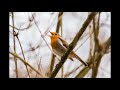 집중 및 능률향상의 새 울음소리 백색소음 2시간 bird singing sound white noise focus and study 2 hours