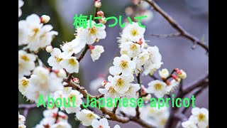 梅について、About Japanese apricot.