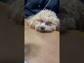 親戚のむぎちゃん　 トイプードル dog toypoodle あごのせ