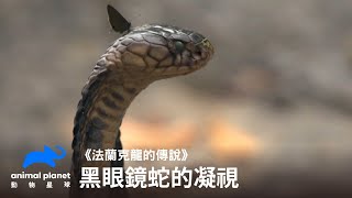 黑眼鏡蛇的凝視｜動物星球頻道