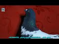 عجله کنید بیش از 30 کفتر نایاب شیوه کی برای فروش kabul unique pigeons for sell