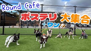 【ボステリ祭り🐶】必見‼️オレオもついにこんなにお友達と遊べるようになりました😍@oreo_channel