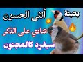 أقوى بتبتة الحسون المميزة في تهيج الحسون و تحفيز من اول دقيقة @Goldfinchsongs5