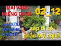 0366.048.123 MAI VÀNG MIẾNG DUNG GIAO LƯU MAI VÀNG CHƠI TẾT. BAO SHIP TOÀN QUỐC