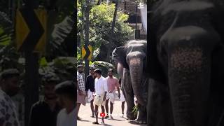 ആരാണ് എന്താണ് കുറച്ചങ്ങ് മാറിനിൽക്ക് 🙄🙄 I Kaveri Elephant Malappuram #aana #shorts