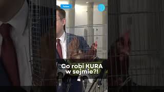 Konfederacja przyniosła do sejmu KURĘ #shorts