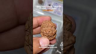 7 Mukhi Nepal Collector Rudraksha 29.66mm, 7.937 Grams. Rare Bead #short #shorstviral #rudraksha