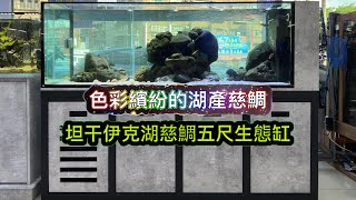 色彩繽紛的湖產慈鯛-坦干伊克湖慈鯛五尺生態缸Lake Tanganyike Cichlid 1.5 Meter Ecological Tank