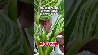 필로덴드론 버킨 (버킨 콩고) 새 잎이 꺾였을 땐?  #plants #식집사 #반려식물 #필로덴드론 #버킨콩고 #관엽식물