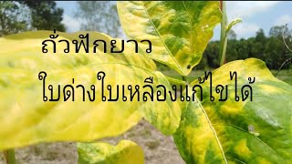 แก้ปัญหา​ใบเหลือง​ใบ​ด่าง​ถั่ว​ฟัก​ยาว​