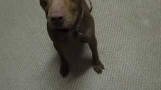 Leroy A24102794 now Coco