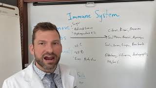 Chiropractor Clive IA | Immune system focus