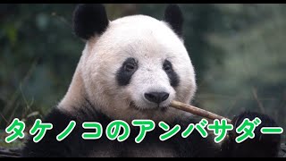 🌿🐼シャンシャン、タケノコのアンバサダー！🐼🌿