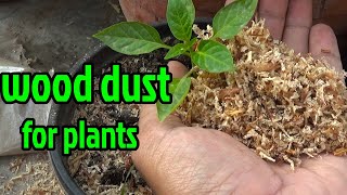 Lakdi Ka Burada Me Plant Kaise Lagaye | Wood Dust for Plants | Wood Dust Compost