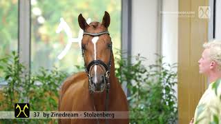 Verden Stallion Licensing 2021 - Jumping - Dec. 2-4 - No. 37 Stallion by Zinedream - Stolzenberg