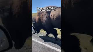 Massive bison walking alongside the road #animals #funnymoments #funnyvideo #baby #cute #bison #dog